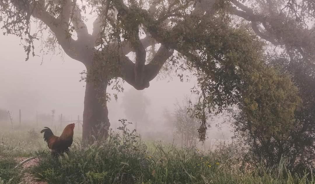 Herdade Da Maceira Villa São Luis Dış mekan fotoğraf