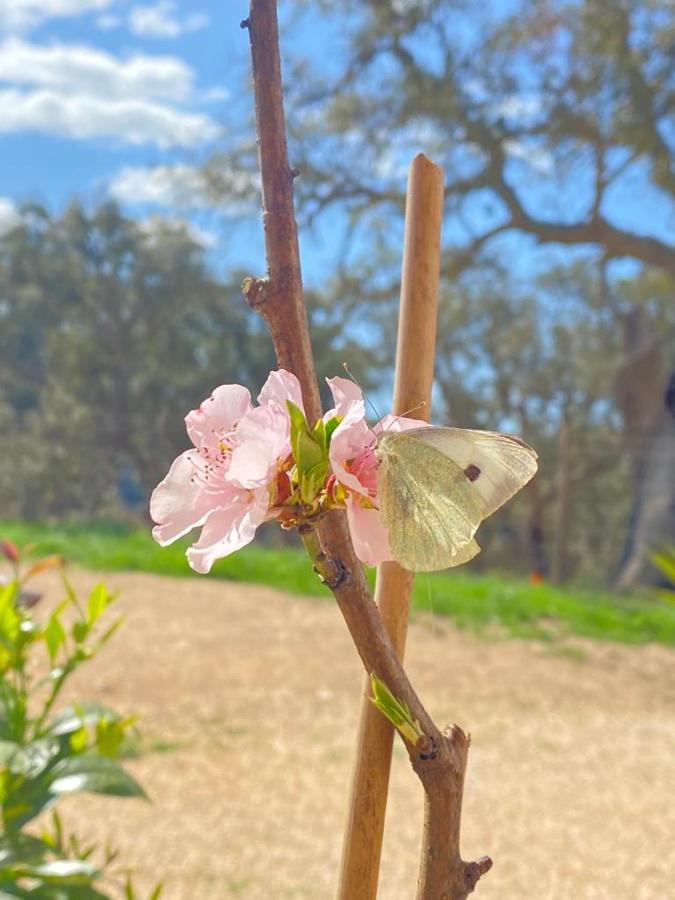 Herdade Da Maceira Villa São Luis Dış mekan fotoğraf